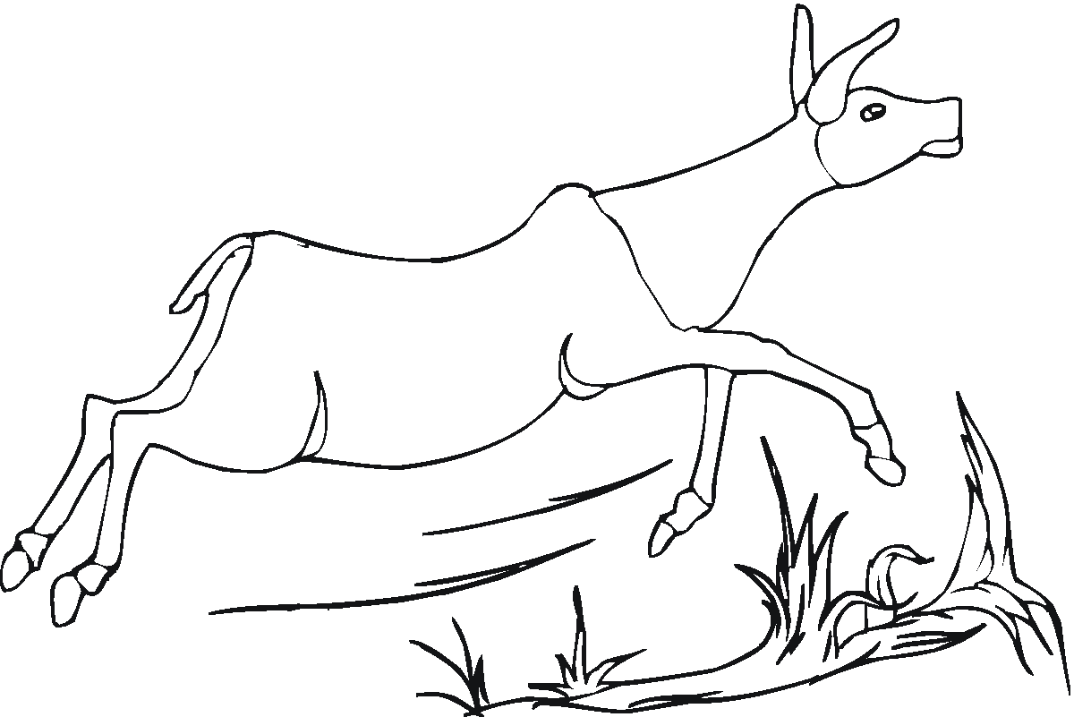 Antylopa, gazela, gnu kolorowanki
